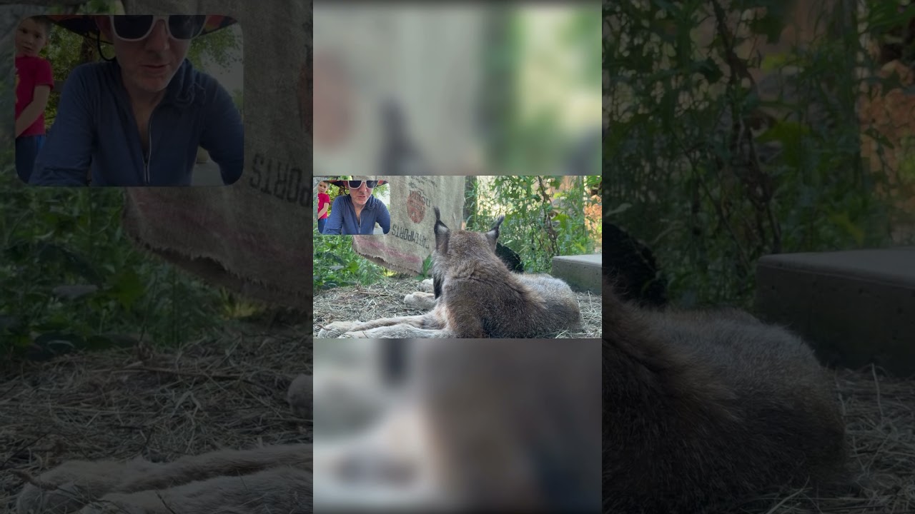 Imagine Waking Up in a Tent to a Lynx Outside