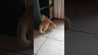 Molly at Play 🐾 #catlife #flyp #molly #kitty #catvideos #katze #funnycats #cat #kitten #pets #funny