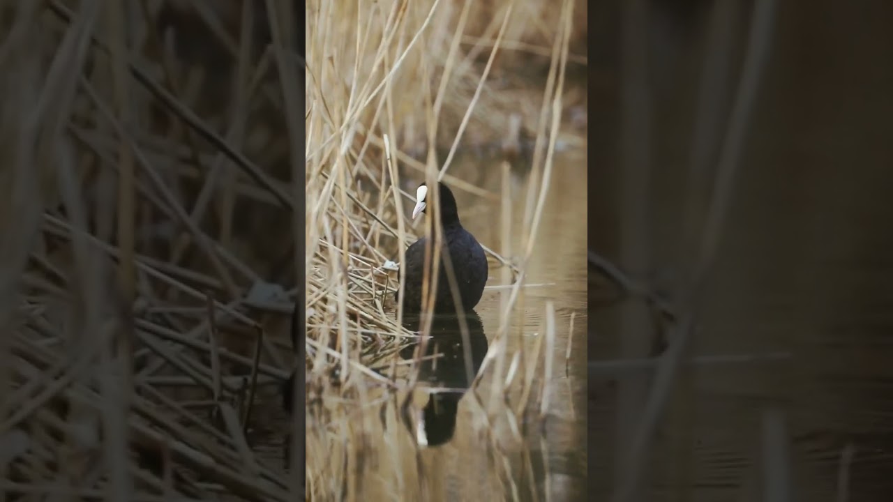 Laucis. Лысуха. 