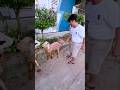 Fariz pegang kambingnya besok mau dikurban hh #shorts
