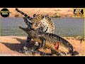30 moments brutaux de jaguar vicieux combattant des camans et dautres proies  combat danimaux