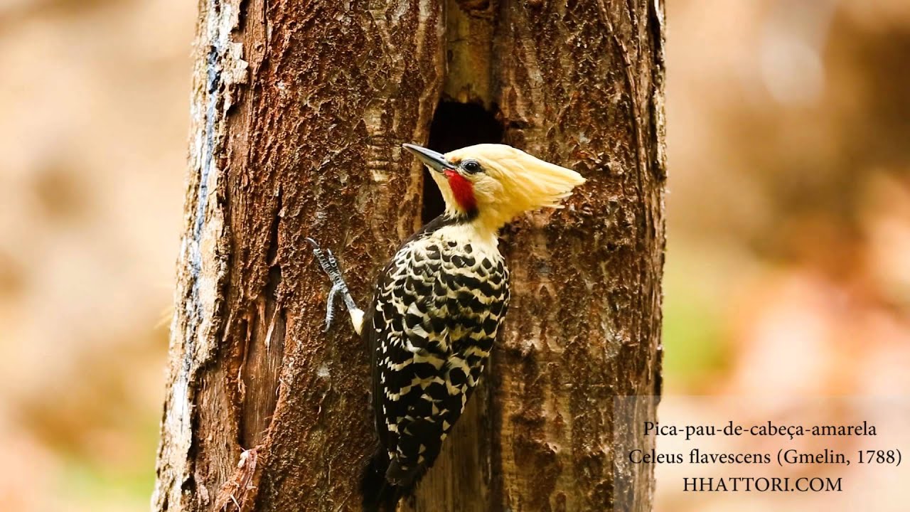 Pica-pau-de-cabeça-amarela Celeus flavescens Blond-crested Woodpecker