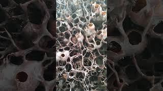 Pure Stingless Bee Honey