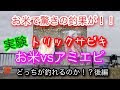 【実験】トリックサビキ  お米vsアミエビ  どっちが釣れるのか！？（後編）【釣り動画】