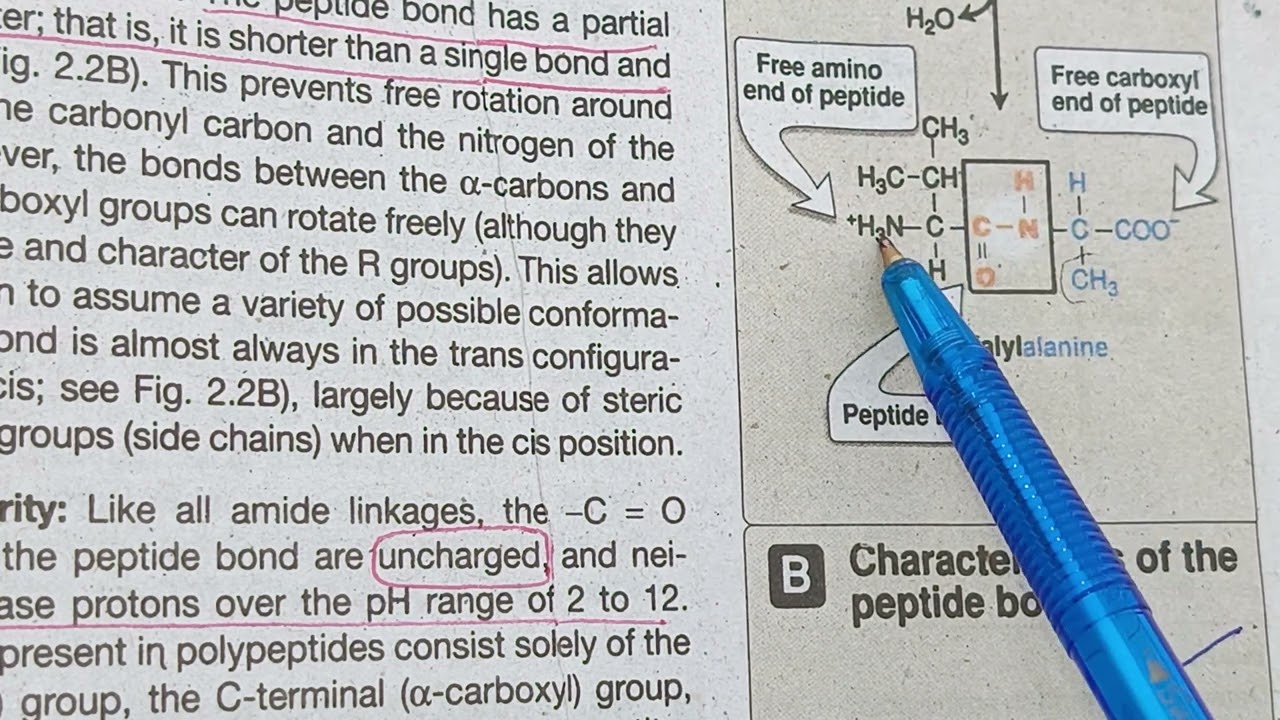 Primary Structure of Protein | Peptide Bond Characteristics & Amino Acid Sequence| protein structure
