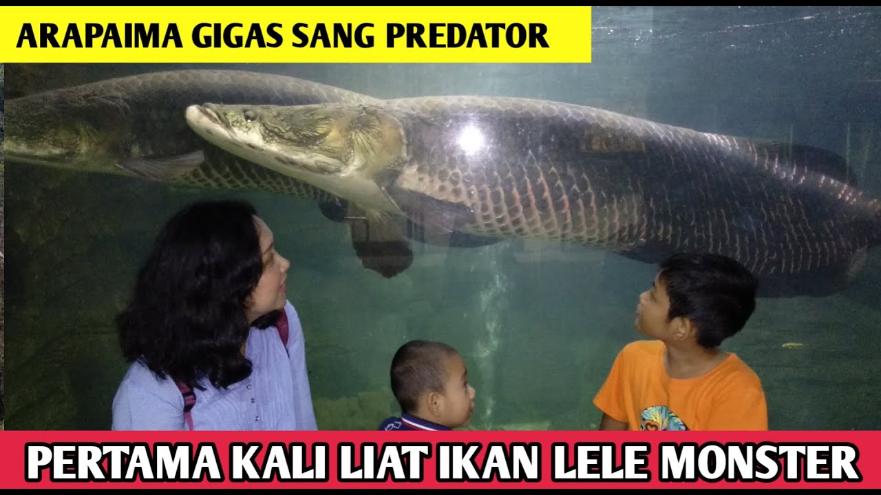 Ikan Predator Air Tawar di Dunia Air Tawar TMII Part 2 ...