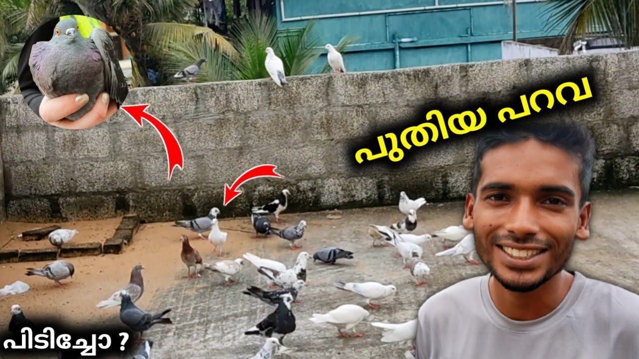 🕊️പുതിയ പറവയെ പിടിതം 🤩New Peigion