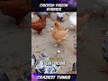 Chicken pigeon Hybrids 🐤🕊️| Craziest Things Part 166