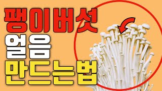 😆팽이버섯의 놀라운 효능5가지, 고르는 법, 보관법, 팽이버섯 얼음 만드는 법 및 사용법 - 오늘도 건강!
