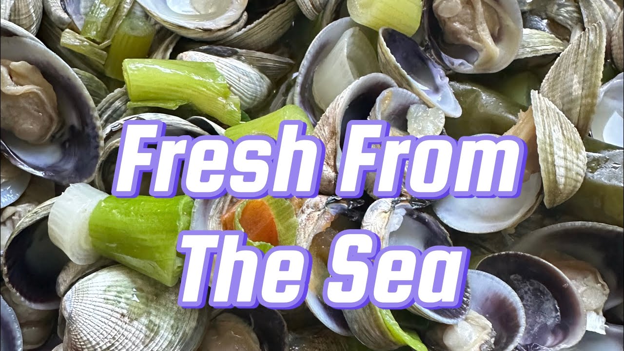 #seashells /Fresh From the Sea - YouTube