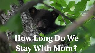 How Long Do Baby Bears Stay With Mom? Baby Bear Cuteness