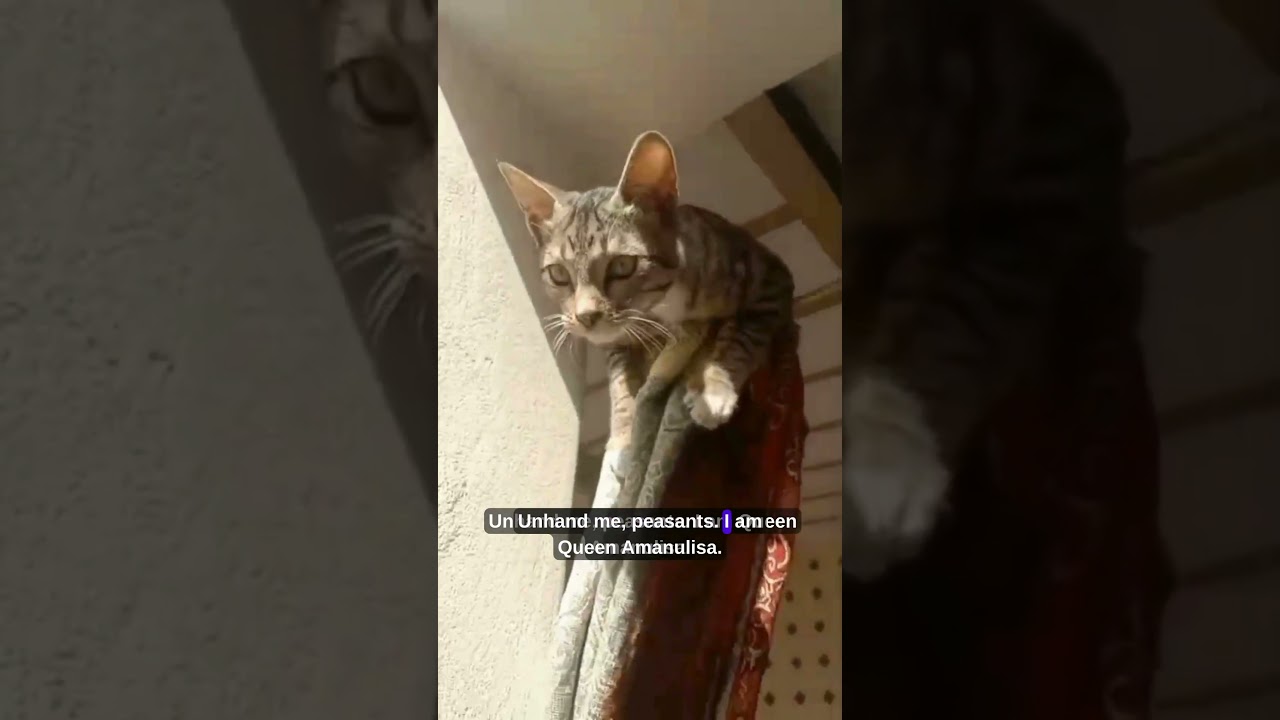 Cat vs. Curtains: An Epic Fail! 🤦‍♂️Mano Talks #FunnyCat #CatShort#DramaQueen #Usa #Subscribe