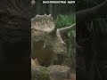 Ankylosaurus vs Triceratops - The EPIC Showdown #shorts