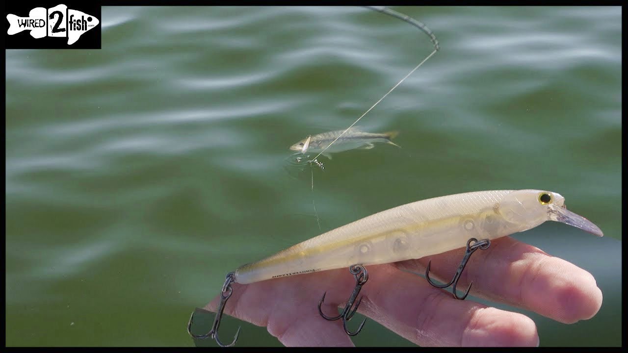 How to Fish Jerkbaits to Catch More Bass From the School 