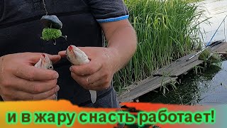 даже в жару эта снасть работает / фидер не дает скучать