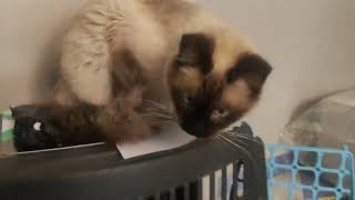 روتين لهبيلة القطة شانيل تأكل الورق ?