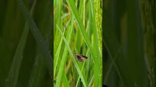 Kupu-Kupu di Embun Pagi | Macro Nature Video | Relaxing Nature