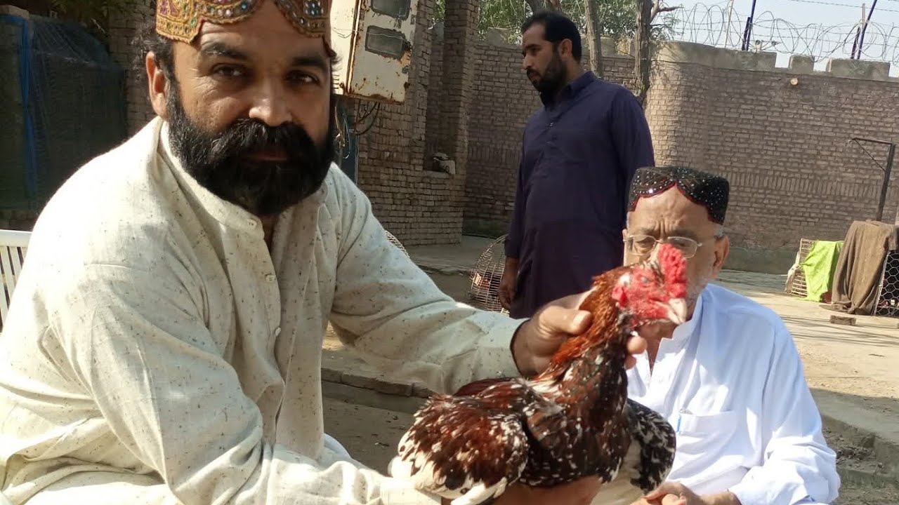 The group king Iqbal Khan about doctor cheena fighter rooster