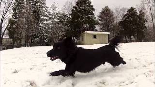 Go Pro slo motion test of dog running