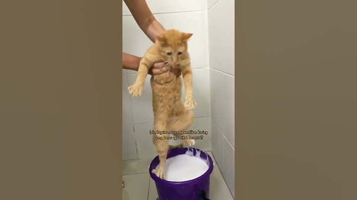 Bagaimana cara memandikan kucing agar tidak berontak? #short #cat #kucingmandi