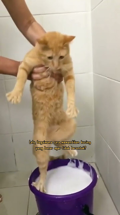 Bagaimana cara memandikan kucing agar tidak berontak? #short #cat #kucingmandi