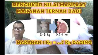 Teknik Mengukur efisiensi makanan ternak babi, bagaimana menghasilkan daging yang maksimal ?