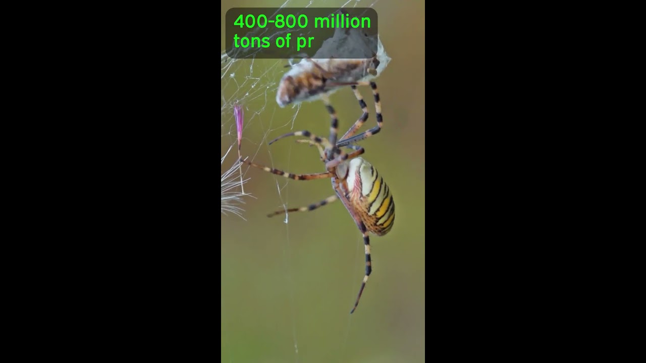 Spiders Could EAT US ALL 