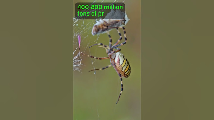 Spiders Could EAT US ALL!
