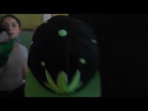 თოჯინების თეატრი სკოლაში  თავისუფალი გაკვეთილები