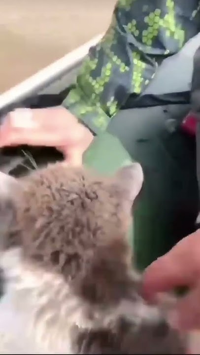 Моряк Кот 🐱 - YouTube