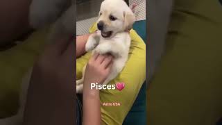 Zodiac Signs as Dog #zodiac #astrologysign #tarot #shorts #astrology