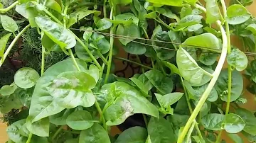 Para que serve a folha de bertalha?