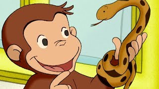 Curious George 🐵The Slithery Day  🐵 Kids Cartoon 🐵 Kids Movies | Videos For Kids image