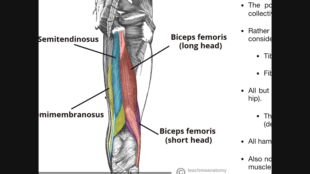 Posterior Thigh Compartment | Hamstrings Origins ...