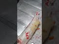 ケンタッキー開けたらヤバいのいた