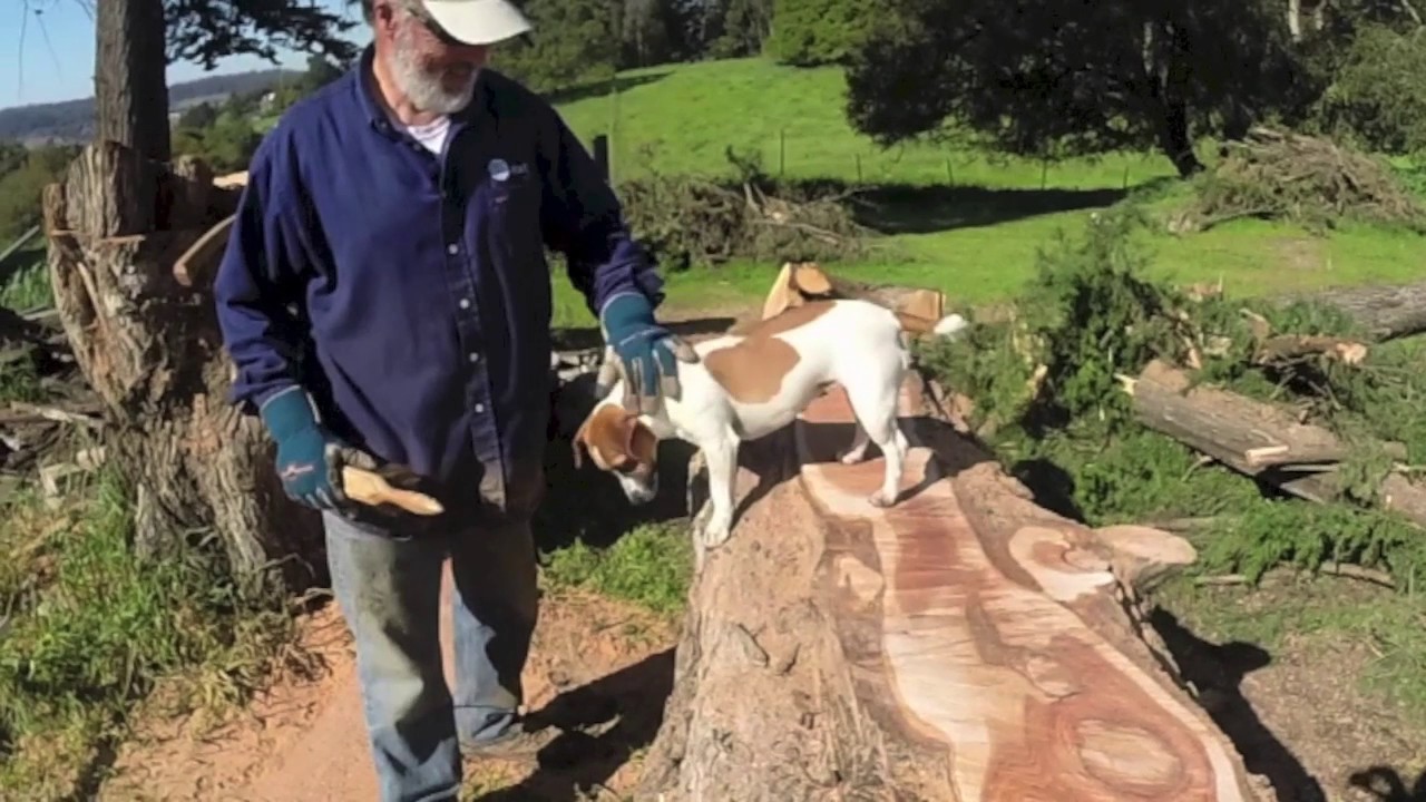 Three Chainsaw Dogs YouTube