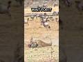 YOU WON'T BELIEVE THIS LION'S STRIKE! #lion #wildlife #nature #hunting #africa