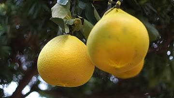 20 triệu một cây bưởi Diễn được đại gia săn lùng chưng Tết Tân Sửu 2021 ở TP.HCM