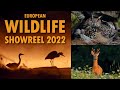 Wild czechia  my best wildlife encounters of 2022
