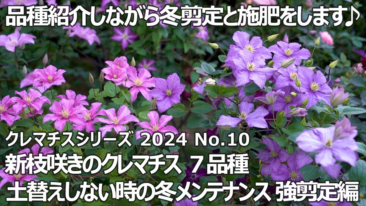 クレマチスシリーズ 2024 No.10】土替えしない時の冬のメンテナンス