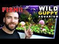 ADDING FISH!! WILD LOOK GUPPY BREEDING AQUARIUM | MD FISH TANKS