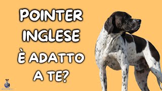 Pointer Inglese: Cosa Sapere