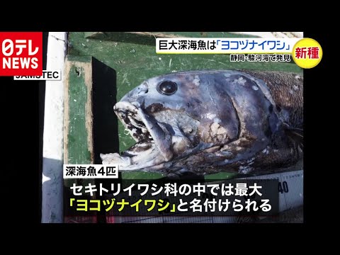 新種の巨大深海魚発見!!  「ヨコヅナイワシ」と命名