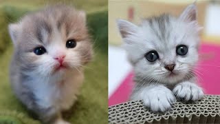 Cute little cat 😺 animals 2023 | Part 27 by Cute Kittens 4,711 views 1 year ago 10 minutes, 14 seconds