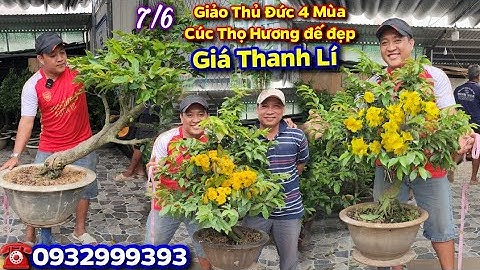 Chợ Mai 7/6☎️0932999393👉🏻Thanh Lí Giá Rẻ👉🏻Giảo Thủ Đức 4 Mùa✨️Cúc Thọ Hương đế đẹp🛑CS Cần Thơ HG