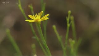 Good to know: Avoiding the misery of seasonal allergies