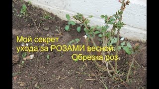 Download lagu Розы Пошаговый Уход за Розами Весной и Осенью Правильная Обрезка Роз Розы Пошаговый Уход за Розами Весной и Осенью Правильная Обрезка Роз