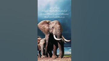 سورةُ الفيل 🐘 بصوت القارئ الشيخ فارس عباد