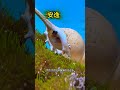 ⭐ You Won't Believe How This Starfish Walks! 🤯🌊#shorts #usa #ad #fyp