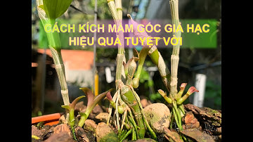 Kinh nghiệm kích mầm gốc giả hạc (phi điệp) hiệu quả tuyệt vời nhất!